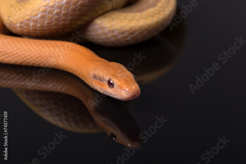 Yellow Rat Snake on black background