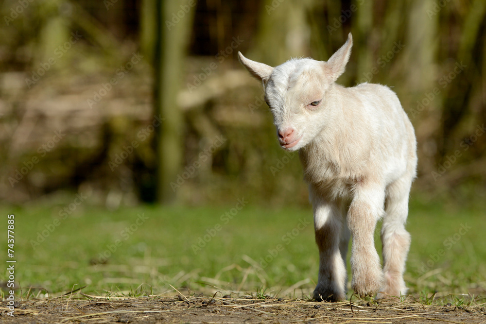 Fototapeta premium Ziege