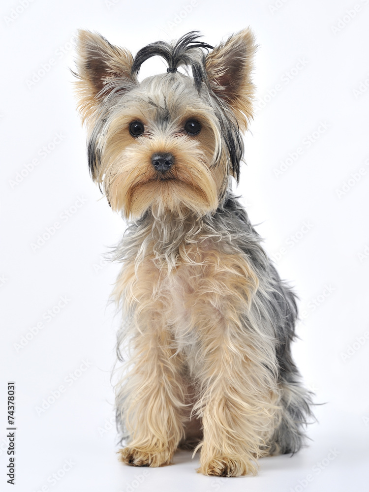 Yorkshire Terrier Yorkshire Terrier