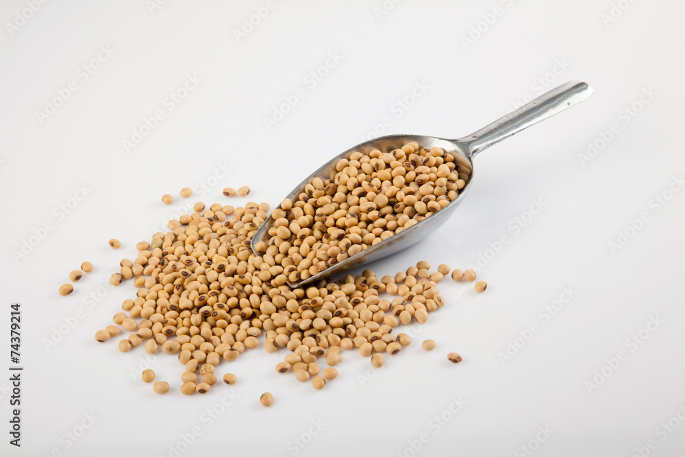 Soybeans and transfer scoop Soybeans and transfer scoop