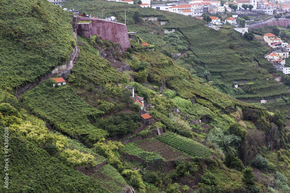 Vineyards in Madeira Island