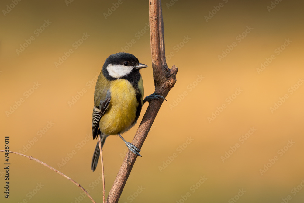 Fototapeta premium Kohlmeise