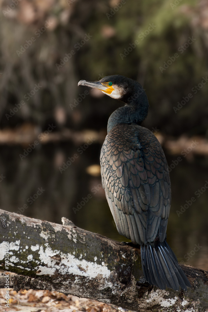 Fototapeta premium Kormoran