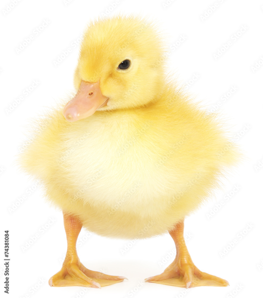 one duckling one duckling