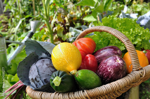 panier de légumes dans potager
