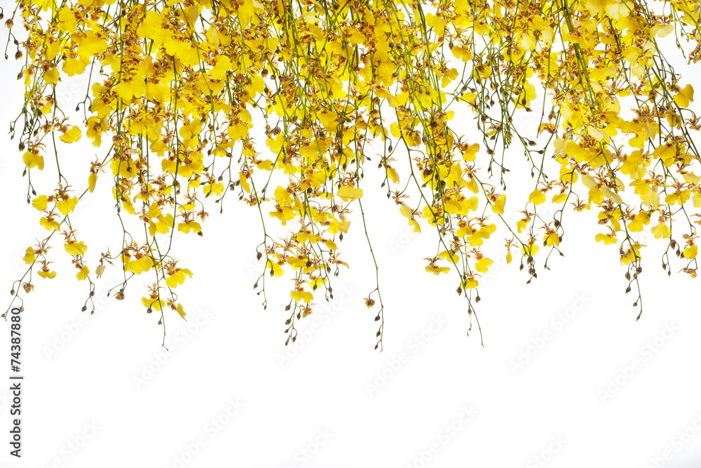 yellow Oncidium orchid bunch on white background