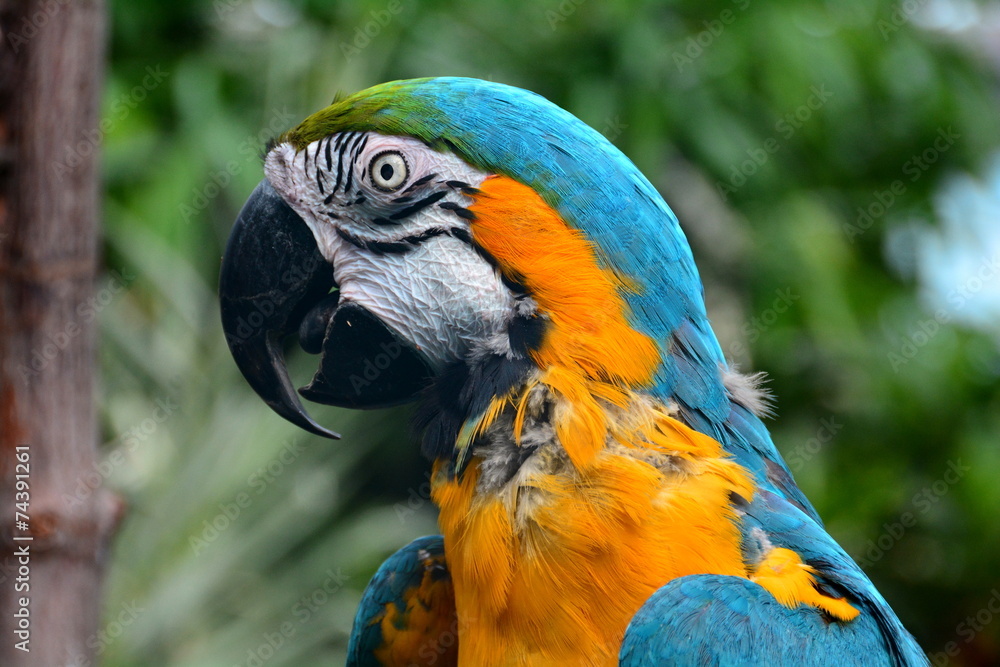 Fototapeta premium South American Macaw portrait