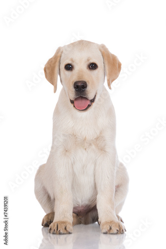 happy yellow labrador puppy