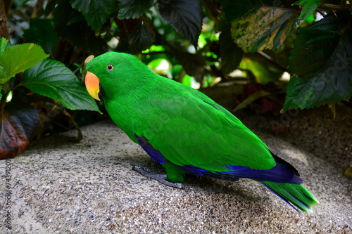 Eclectis parrot portrait photo