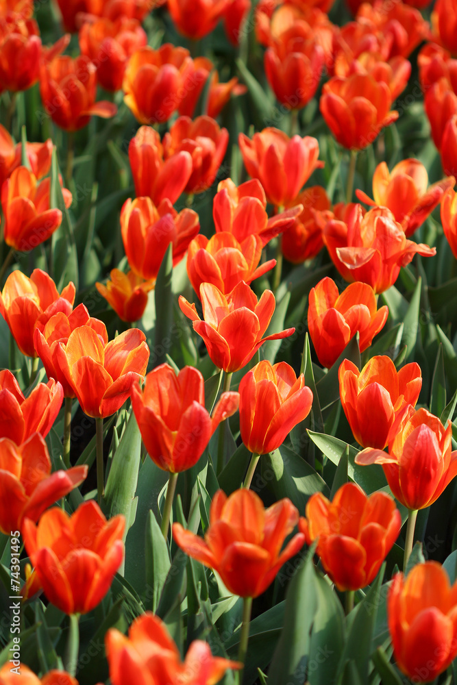 Many red tulips growing under the spring sunshine