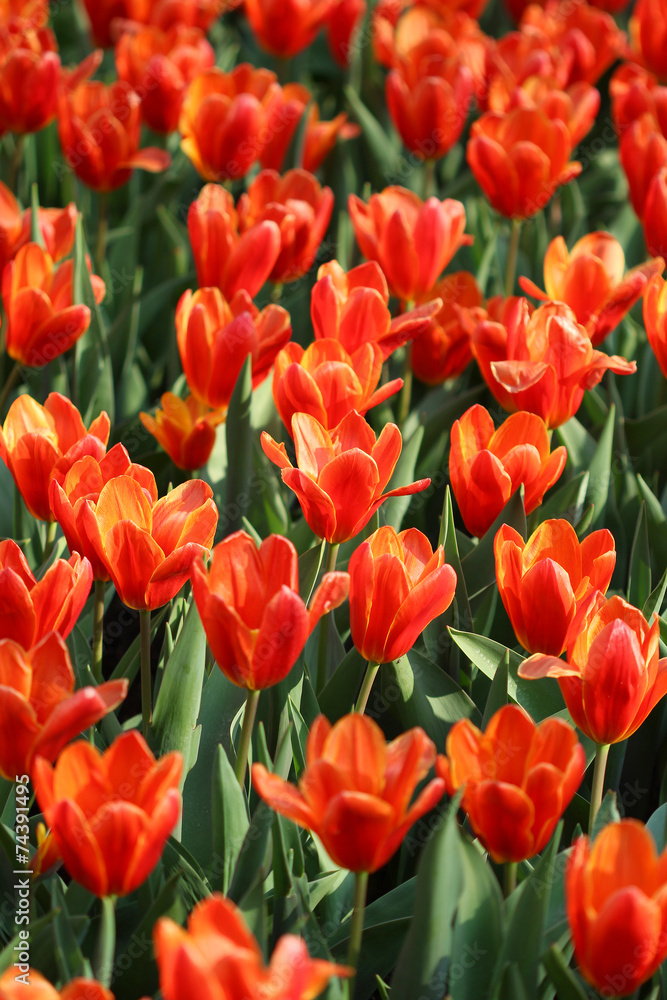 Many red tulips growing under the spring sunshine Many red tulips growing under the spring sunshine
