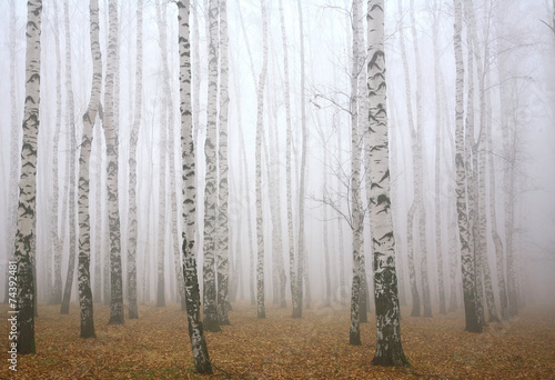 Deeply mist in the autumn birch forest
