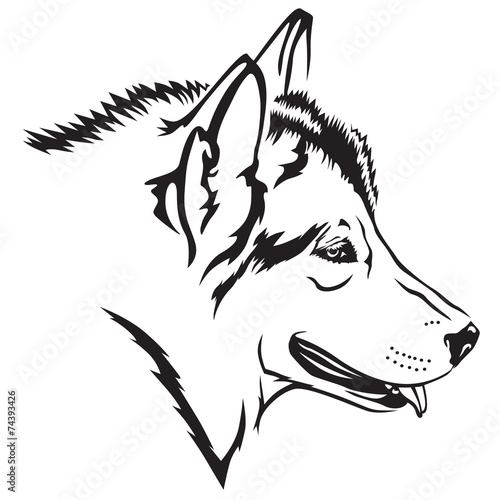 Malamute dog