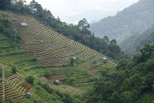 Doi Ang Khang Royal agricultural station, Chiang Mai, Thailand.