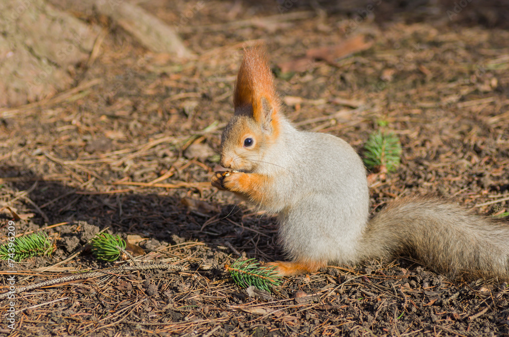 Eurasian red squirrel eating on the ground Eurasian red squirrel eating on the ground