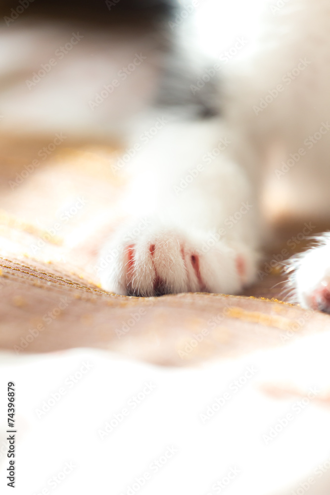 Katzenbaby Katzenbaby