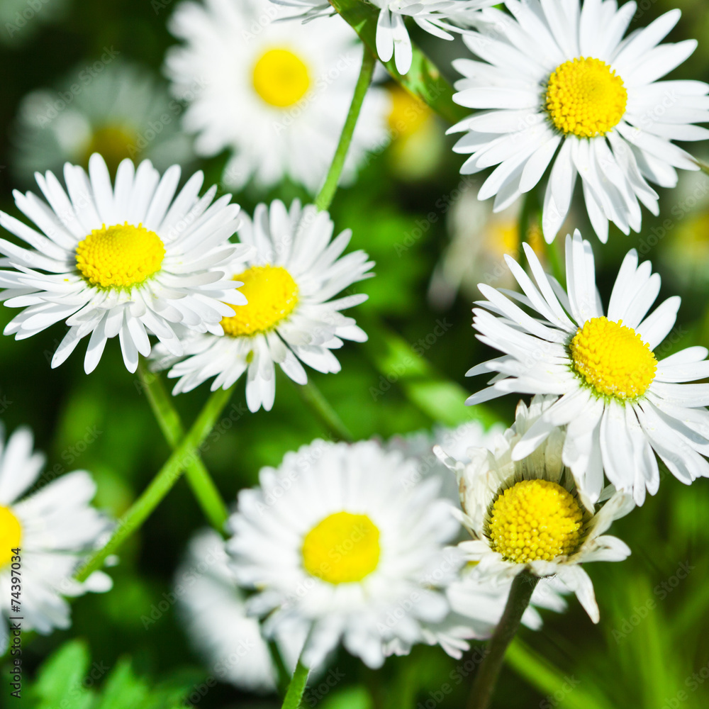 Obraz premium chamomile flowers field