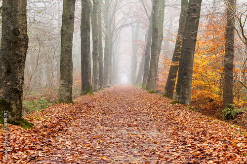 foggy forest