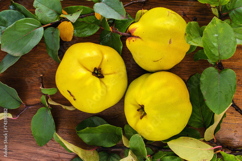 Three yellow ripe quince with leaves
