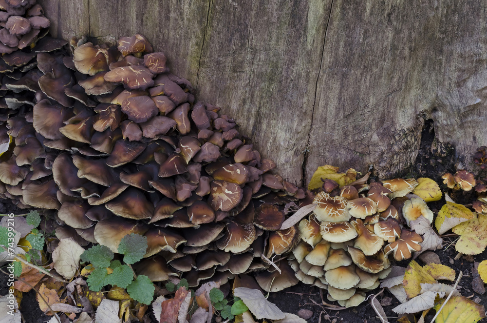 Delicious edible yellow mushrooms chanterelle Delicious edible yellow mushrooms chanterelle