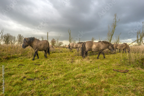 Deteriorating weather over horses in autumn