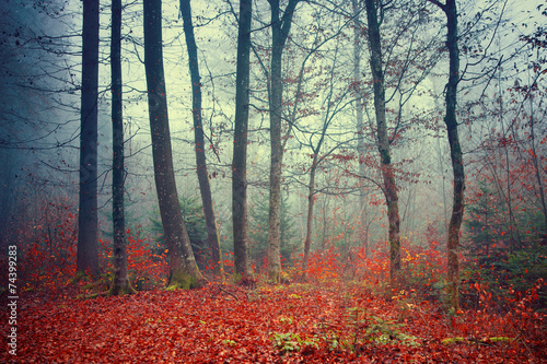 Colorful dreamy autumn forest