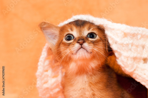 Cute abyssinian kitten portrait