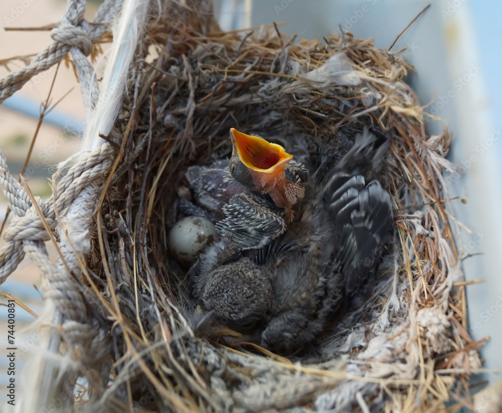 two nestlings