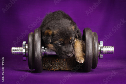German Shepherd puppy with dumbbell. Purple background. © tania_wild