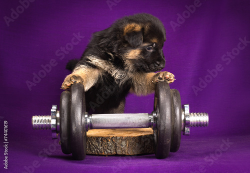 German Shepherd puppy with dumbbell. Purple background. © tania_wild