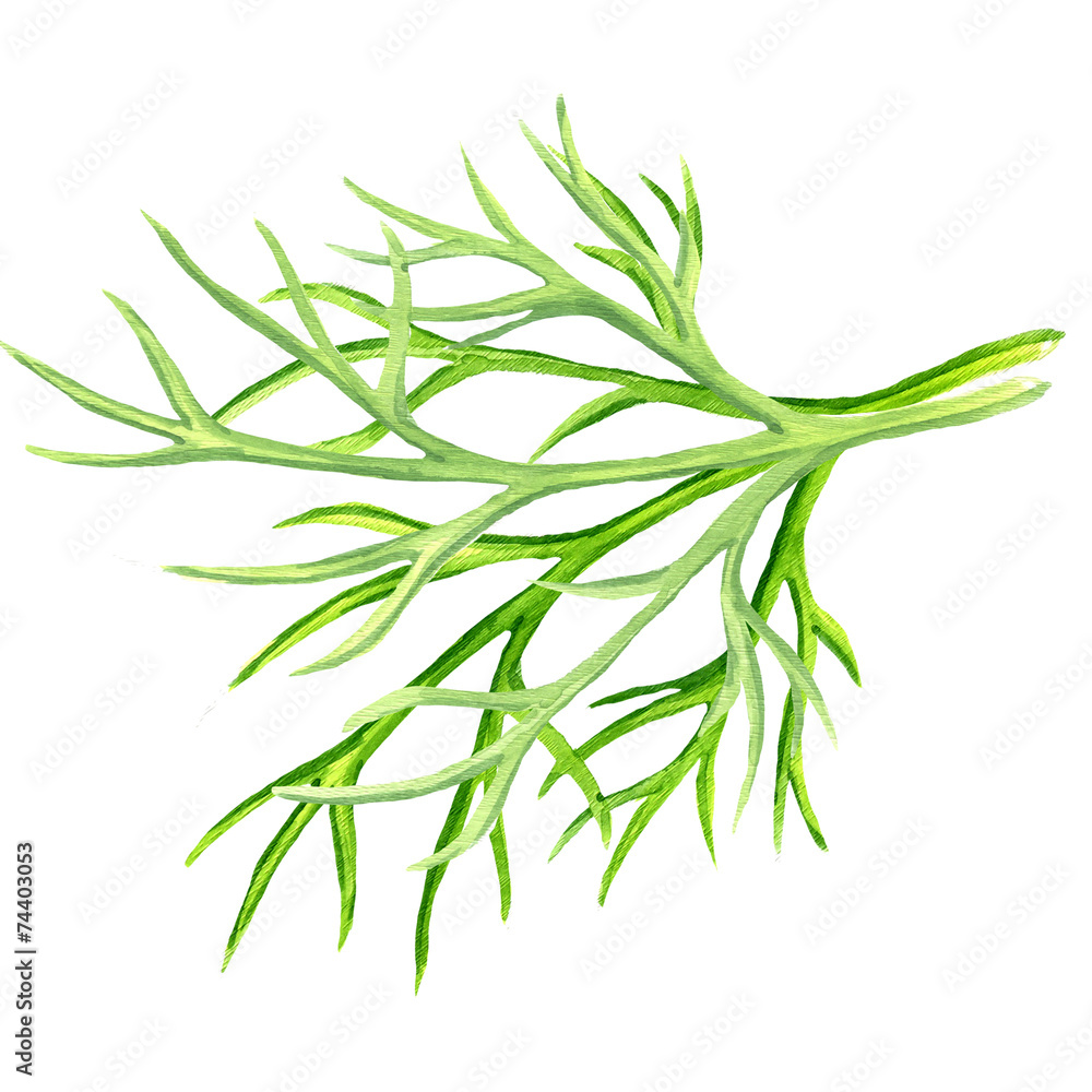 fresh dill on white background fresh dill on white background