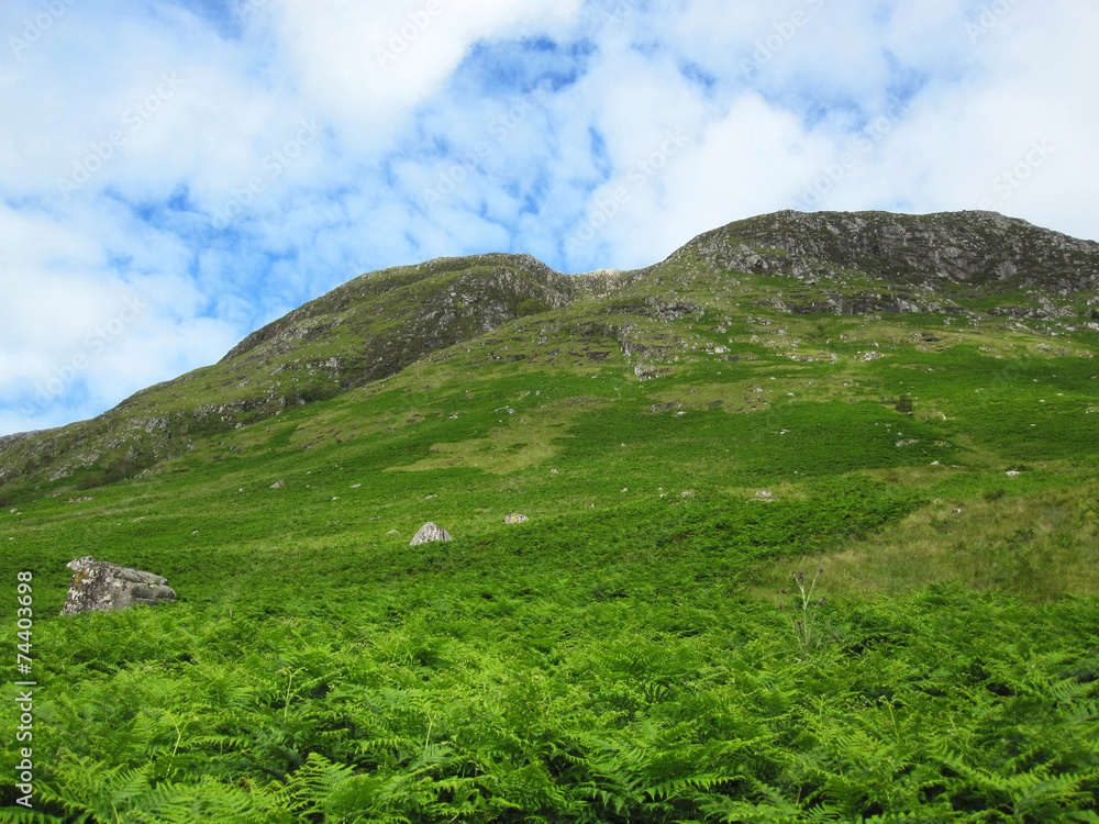 Scottish mountains covered in fern