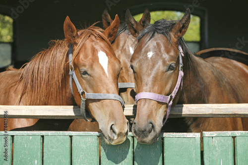 Warm blood thoroughbred horses at the barn door