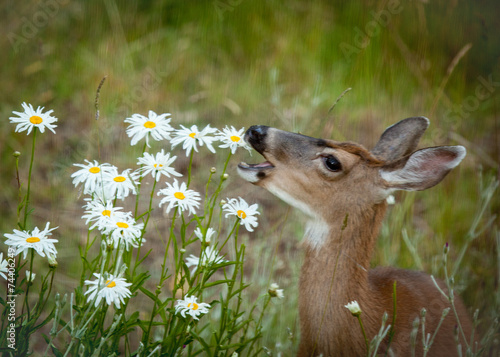 Deer Eating Daisies