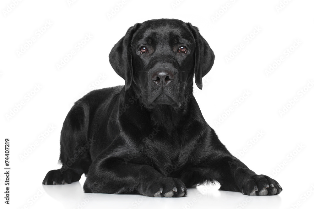 Fototapeta premium Young Labrador