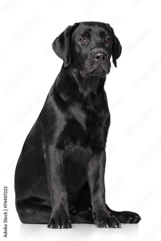 Labrador Retriever on white background Labrador Retriever on white background