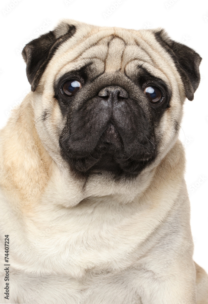 Close-up portrait of a pug, isolated