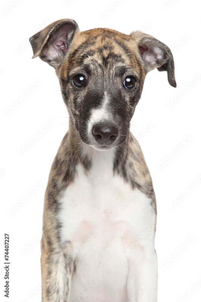 Whippet puppy on white background Whippet puppy on white background