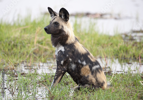 Canvas Print africa Botswana Okavango  delta animals wildlife   wild dogs