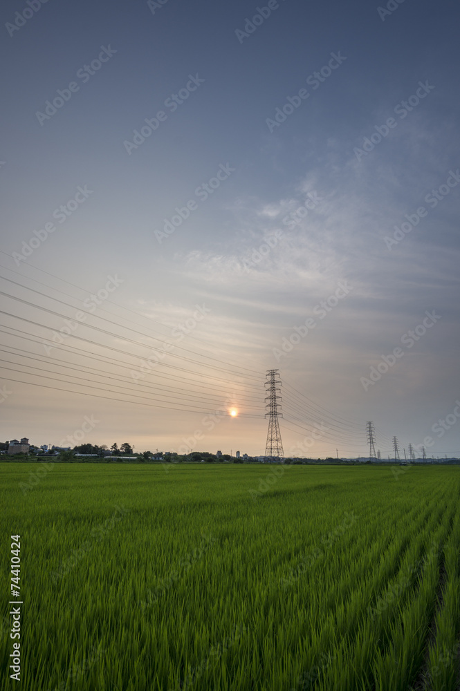 Sunset over rice farm during summer in Korea.