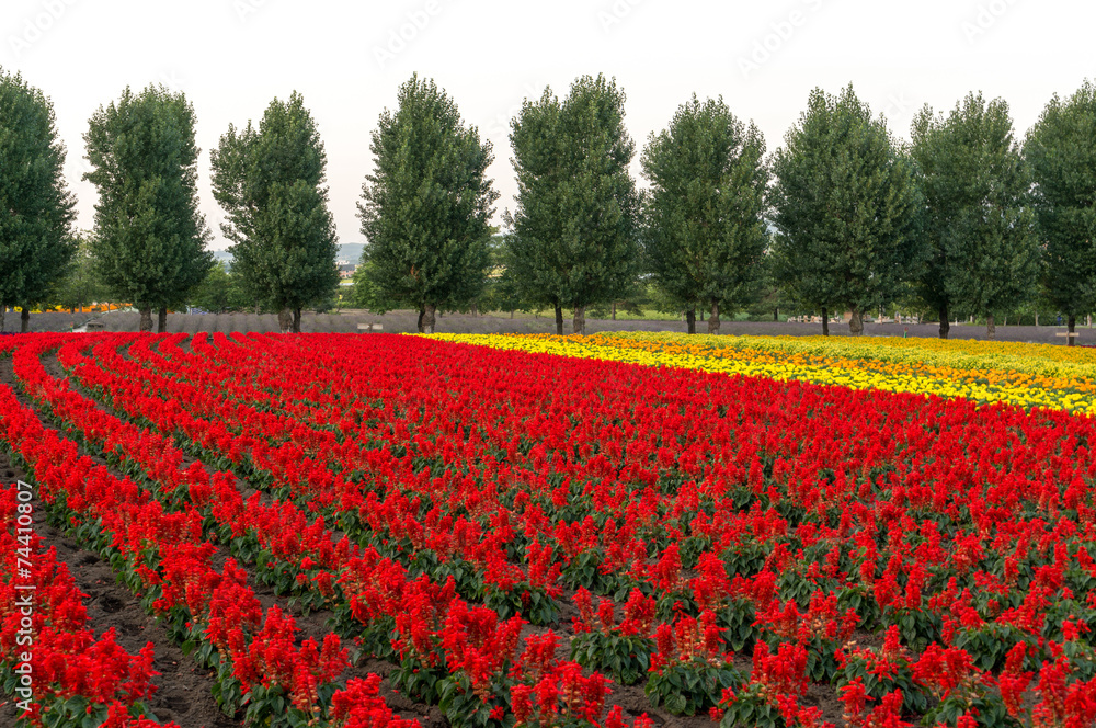 Field of flowers and rows of trees in the middle.