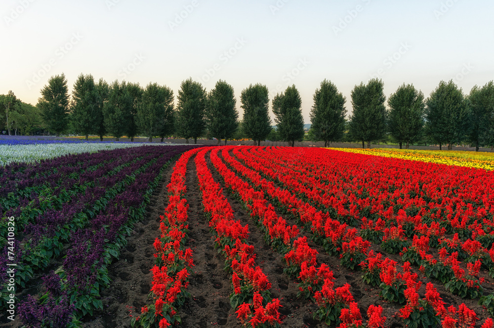 Field of flowers and rows of trees in the middle.