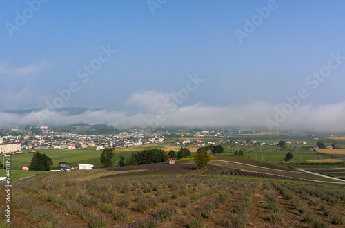 field of flowers stretching for miles in a morning fog.