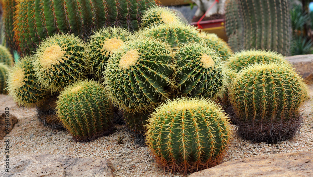 Cactus is plant. Cactus is plant.