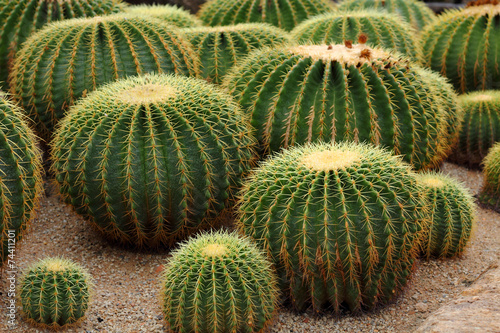 Cactus is plant.