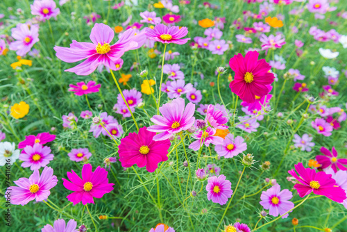 cosmos flower in the garden