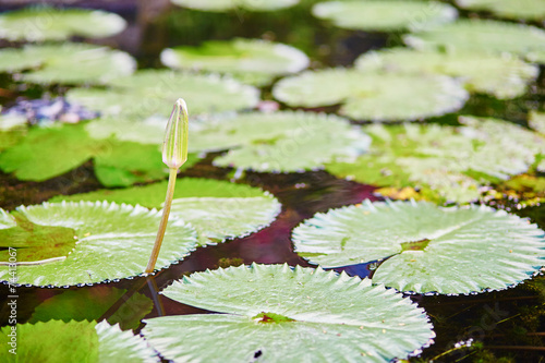 Flower buf of water lily photo