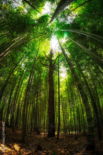 Bamboo forest in Damyang  South Korea taken during summer.