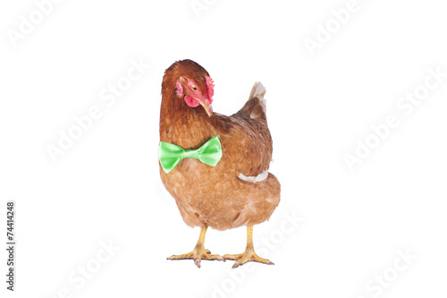 hen and rooster choose a tie for the holiday