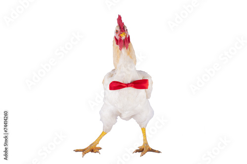 hen and rooster choose a tie for the holiday